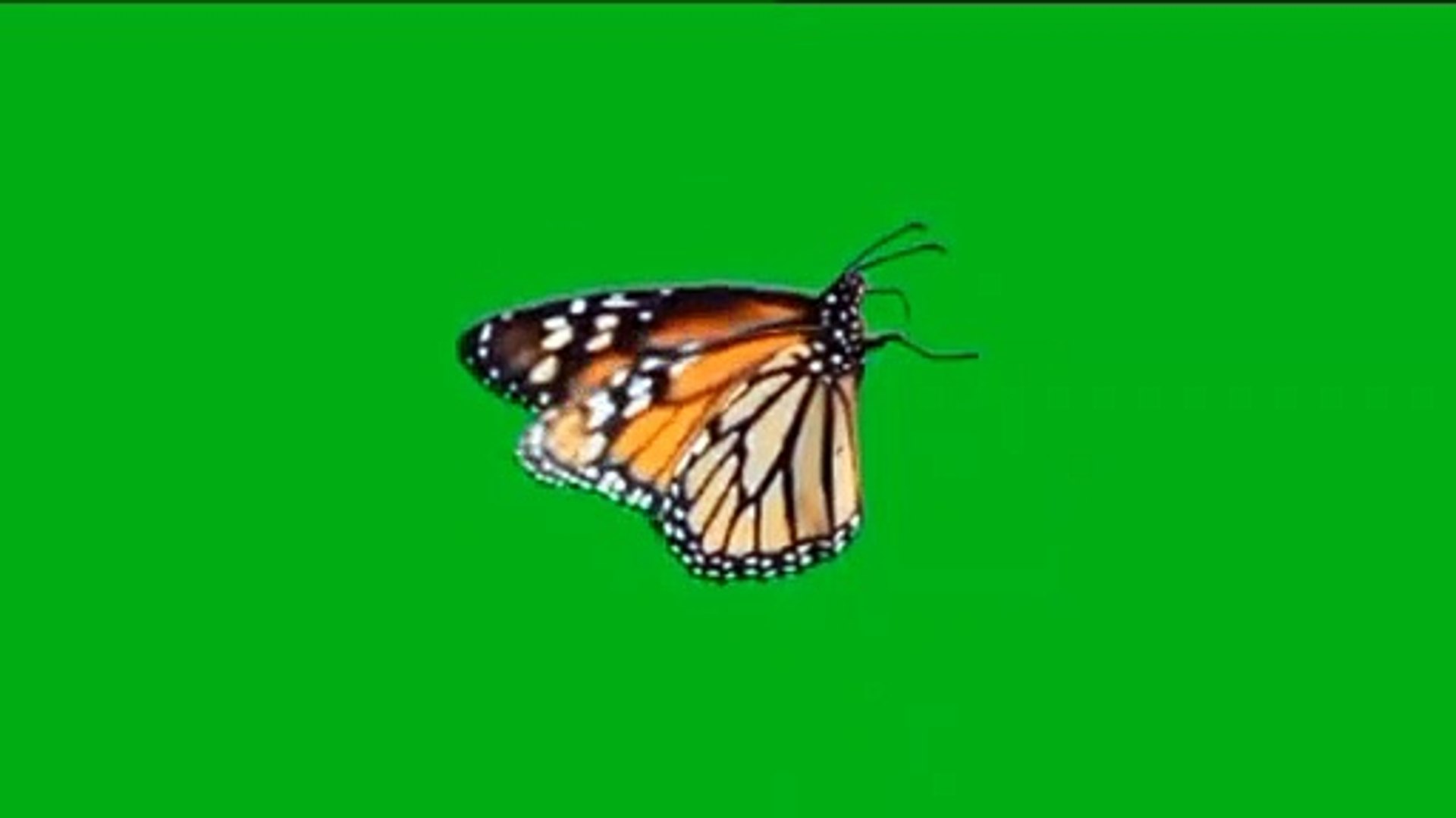 ⁣Bird stock green screen