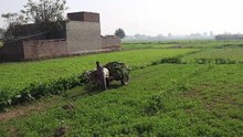 bullock cart
