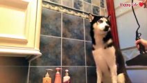 Funny Video | Funny Dog videos | Funny Cat video |Dog & Cat Funny |Best Compilation of Funny & Cute DOG Videos