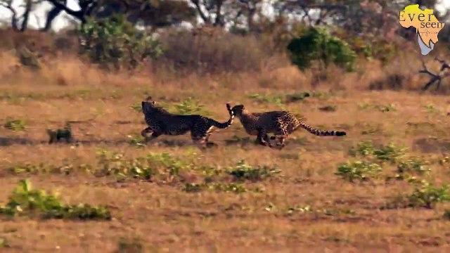 Kudyela pride growing stronger and stronger