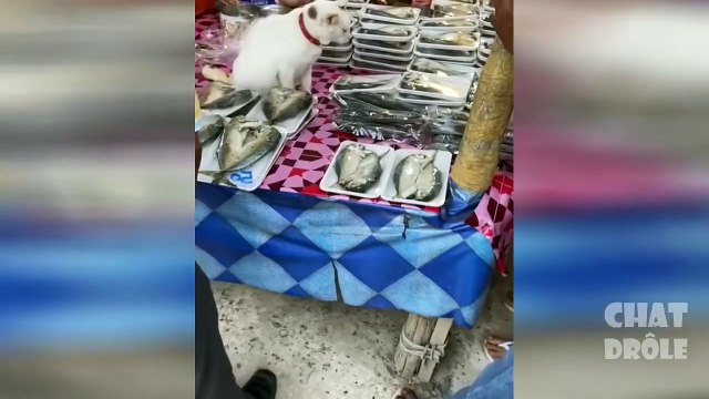 Essayer De Ne Pas Rire ✪ Vidéo De Chat À Mourir De Rire 291