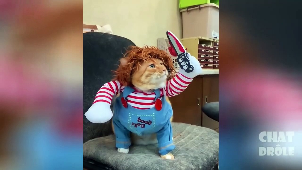 Essayer De Ne Pas Rire ✪ Vidéo De Chat À Mourir De Rire 301