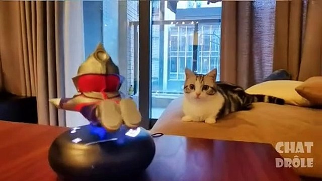 Essayer De Ne Pas Rire ✪ Vidéo De Chat À Mourir De Rire 306