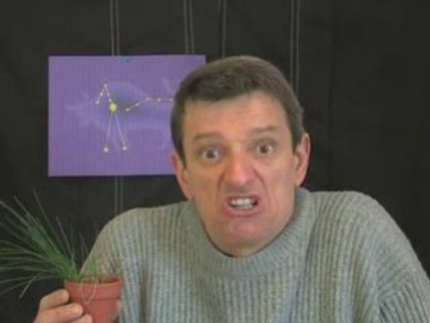 astrologie taureau petite caricature ...