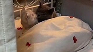 I hope you can feel the same way.----___cat _couple _love _explore _viral(MP4)