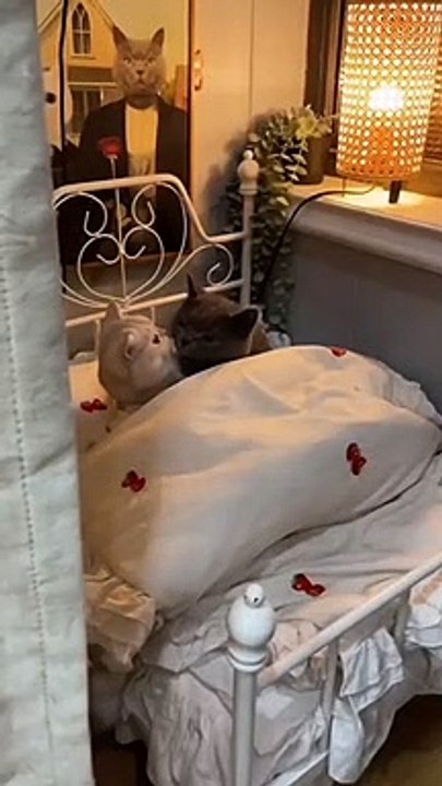 I hope you can feel the same way.----___cat _couple _love _explore _viral(MP4)