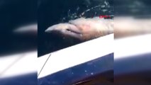 Çanakkale Boğazı'nda 3 metre boyunda köpek balığı yakalandı