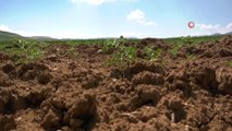 Antalya haberleri | Gazipaşa'da nohut hasadı başladı, üreticinin yüzü gülüyor