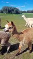 Quentin Park's Alpaca Farm at Tomingley NSW wins  2022 Western NSW Business Award