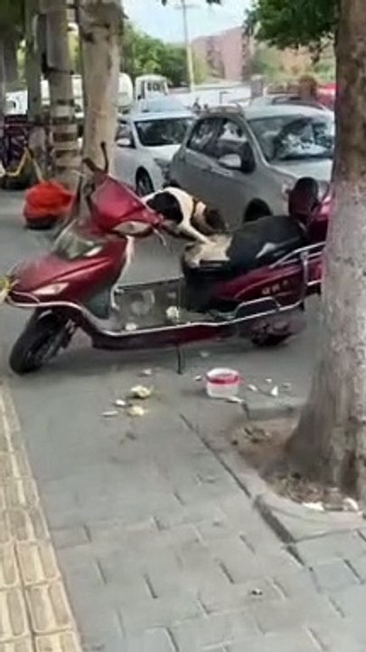 Noty dog
