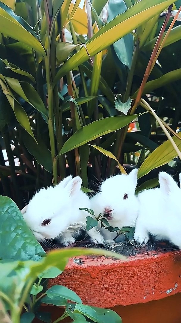 Two rabbits