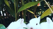 Two rabbits