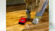 #funniest #animals #videoshorts Videos -#cutest #cats and #crazy #dogs (1)