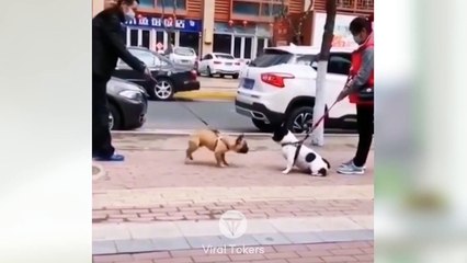 #funniest #animals #videoshorts Videos -#cutest #cats and #crazy #dogs