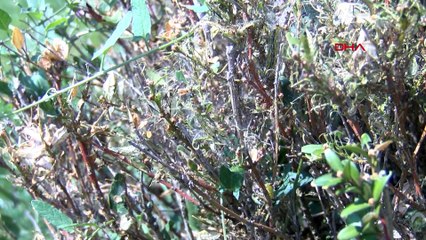 Çayır tırtılı İstanbul'da parklara indi: Her türlü yeşili yiyor