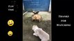 Dog Funny Videos of the Year - 2022, Try not to laugh  Funny Dog Videos, Funny Dogs, Dog Videos