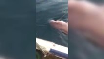 Çanakkale haberleri... Çanakkale Boğazı'nda balıkçının oltasına köpek balığı takıldı