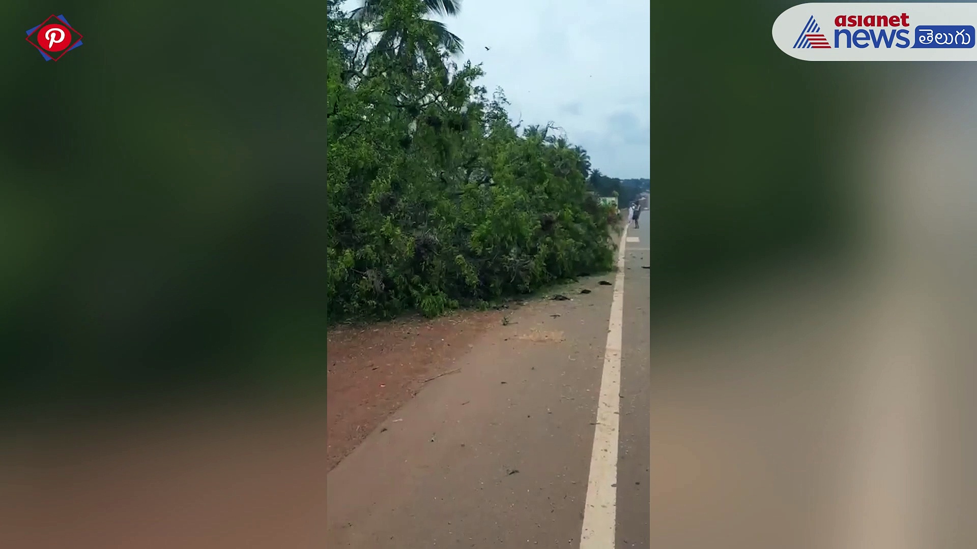 రోడ్డు వెడల్పు అంటూ చెట్టును నరికేసిన కాంట్రాక్టర్లు ... ఎన్ని పక్షులు చనిపోయాయో  చూడండి..!