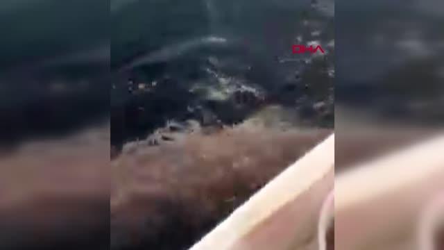 ÇANAKKALE BOĞAZI'NDA 3 METRE BOYUNDA KÖPEK BALIĞI YAKALANDI