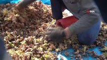 Tokat haber: Tokat'ta fındık üretimi görenleri şaşırtıyor