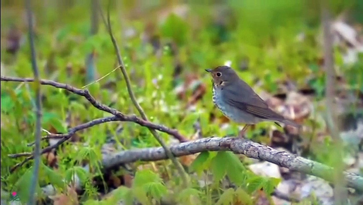 RESTAURATION DU SYSTÈME NERVEUX  Musique douce, apaise le système nerveux et fait plaisir à l'âme