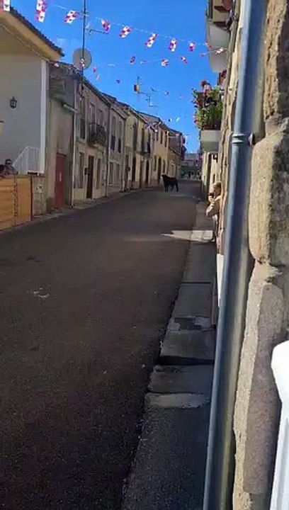 Choque de los dos toros en el encierro de Pereña