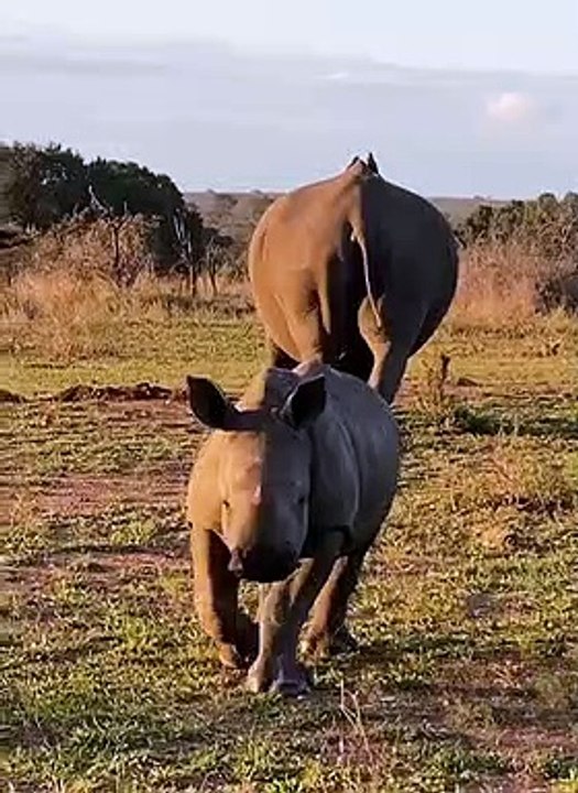 Rhino | Wisdom grows in quiet places | Rhino Baby | Baby Rhino Charging | Baby Rhino Being Silly