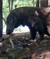 Komodo dragon will eat almost anything they find | komodo dragon | Largest Lizard on Earth | Varanus komodoensis
