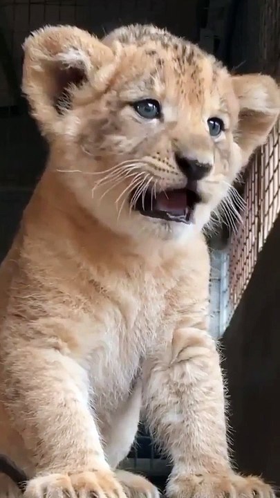 sher ki awaaz video, lion in forest hunting,  the lion in the forest goes roar, catching lion in forest, lions are sitting on a sled, lion hunter killed by lion, lion roar in forest, lion in forest fight, lion roar sound in forest,  animal survival in the