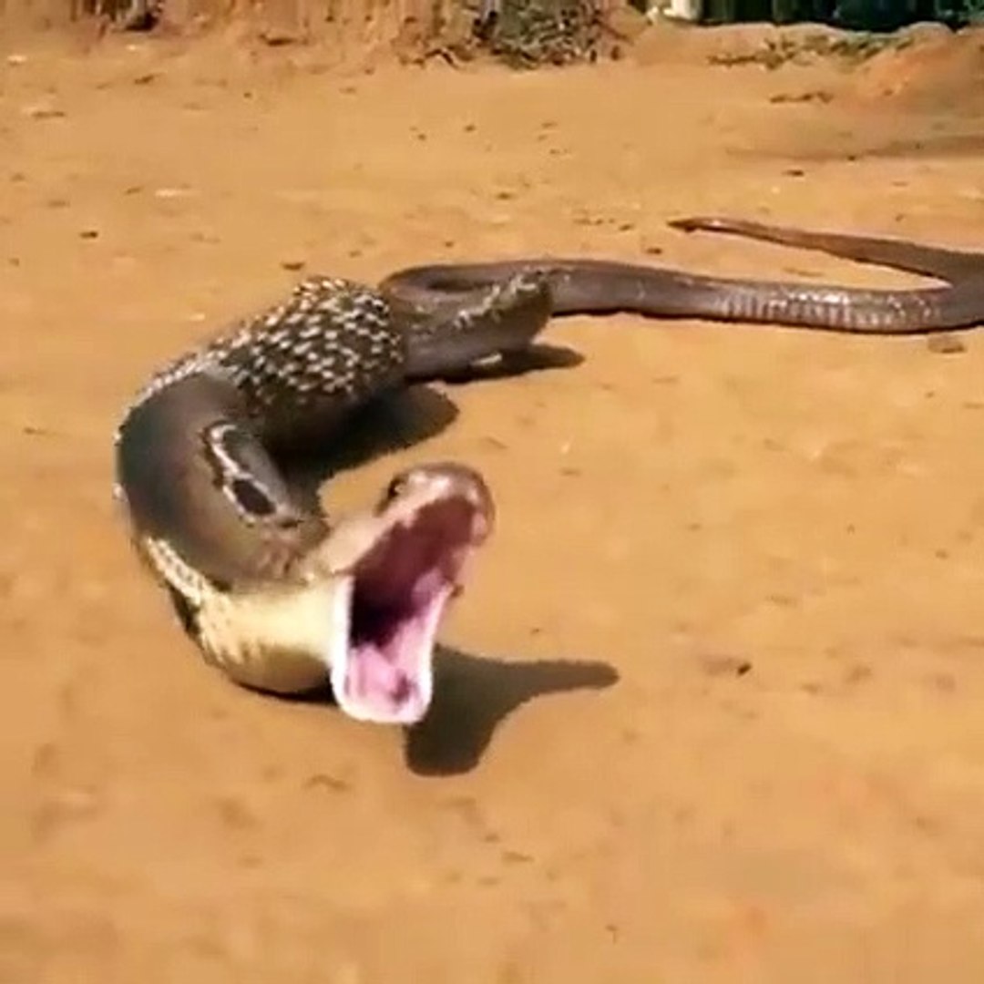 Snake Laying Eggs Out Of Mouth