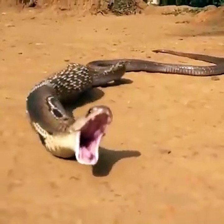 Does the snake lay eggs from the mouth?,Snake gives birth not to eggs