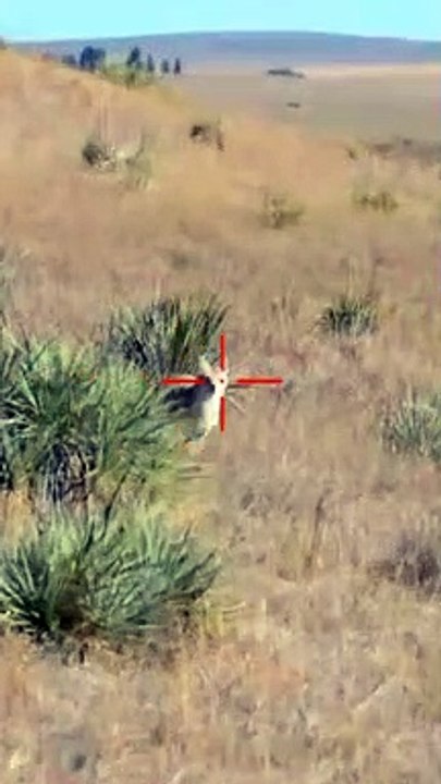 HUNTING __ Coyotes _ shorts _ #009