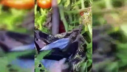 TFF binasını kurşunlayanların suç dosyaları kabarık çıktı; adliyeye sevk edildiler