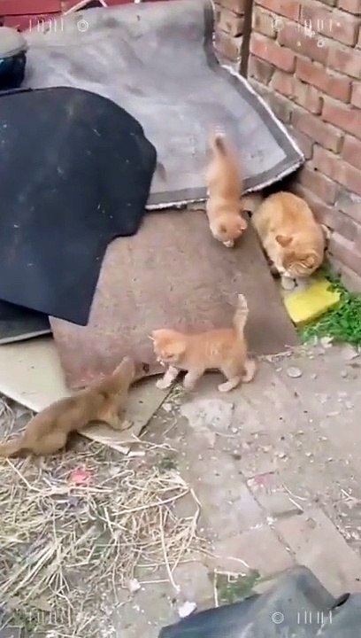Why You Touch My Baby  #pnaallam #shorts #cats