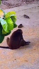 Monkey vs Rat (Part-2)