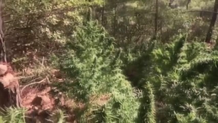 105 bin kök skunk ve 25 kilo 500 gram esrar ele geçirildi