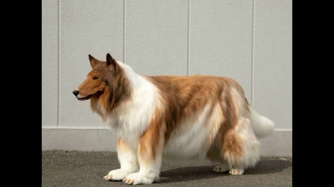 Japanese Man Spends  12 Lakh To Become A Dog - man become dog - strange wish of Japanese DOG man