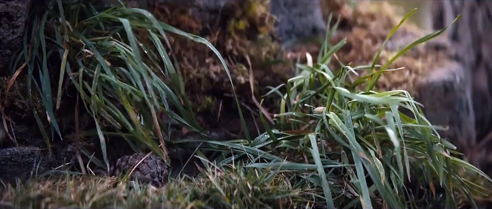 Bear Chase Scene _ PREDATOR 5 PREY (NEW 2022) movie clip