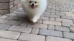 So cute puppies|beautiful puppy videos||funny videos||funny puppies video