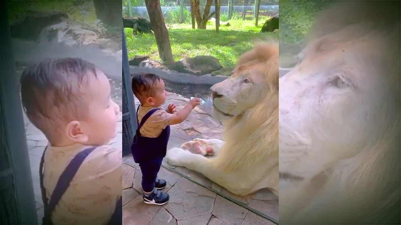 Taigar top Animal video #taigarshort