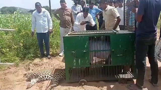खेत में सो रही थी बीमार मादा पैंथर, बिना बेहोश किए ही पिंजरे में बंद कर जयपुर ले गई वन विभाग की टीम, देखिए VIDEO