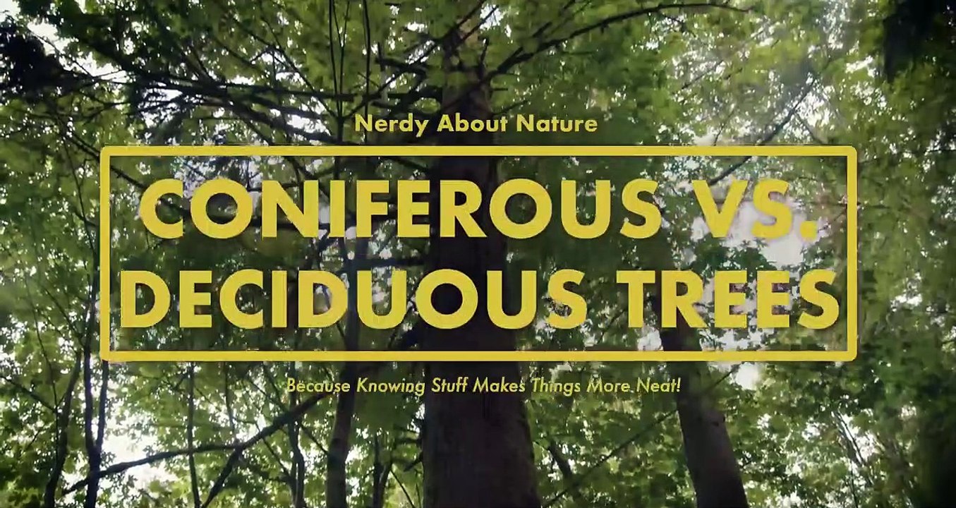 Coniferous VS Deciduous Trees Whats the Difference! Nerdy About