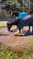 Cheval joue dans un étang boueux - Buzz Buddy