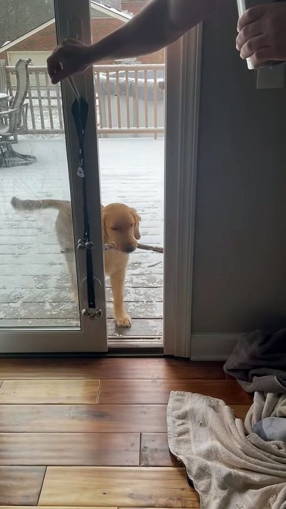 Le chiot golden retriever a du mal à entrer avec un nouveau bâton - Buzz Buddy