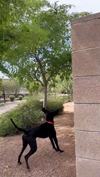 Dogue Allemand saluant le chien voisin par-dessus la clôture - Buzz Buddy