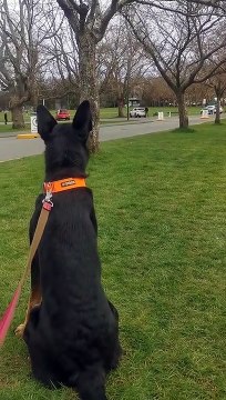 Les chiens se réunissent après 7 mois de séparation - Buzz Buddy