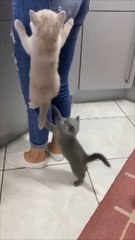 Kittens Climb Their Mom as They Couldn’t Wait for Food