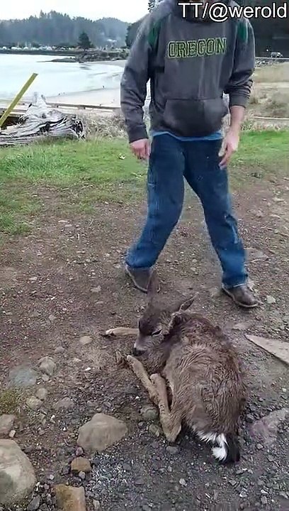 Guy sauve un petit cerf épuisé sur une plage rocheuse - Buzz Buddy