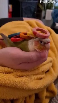 Empilement d'anneaux en bois sur une conure à joues vertes - Buzz Buddy