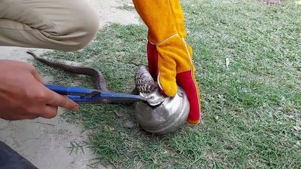 Serpent coincé sauvé de l'enchevêtrement de boules d'étain- Buzz Buddy